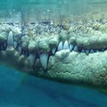 65638-krokodil grebnistyj krokodil v vode past.jpg