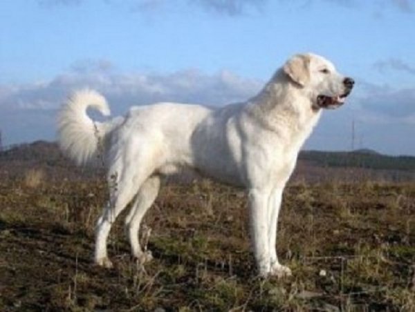 Акбаш (3)