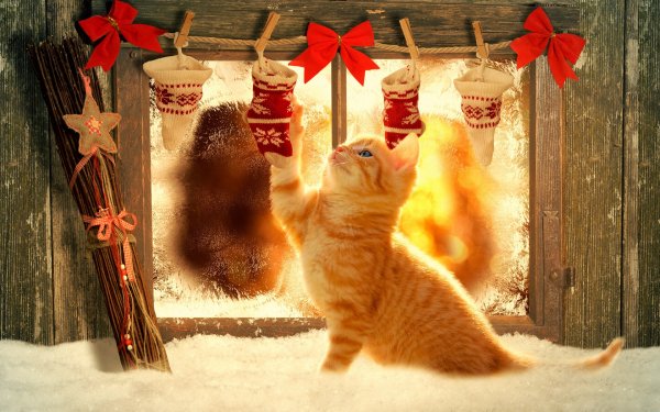 Cats Holidays Christmas 466542 3840x2400