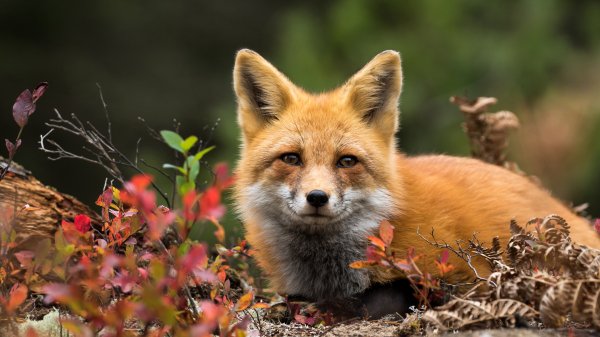 RedFoxVulpes ROW4883421988 UHD