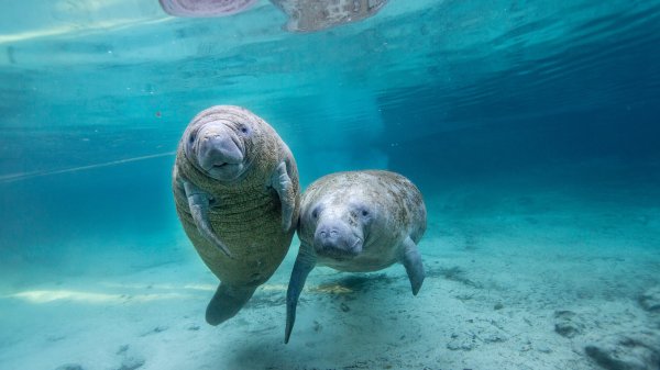 ManateeSpring ROW7760366755 UHD
