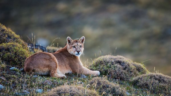 Pumachile gettyimages-520929694 3840x2160