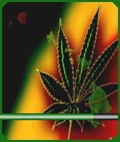 Cannabis7. 1