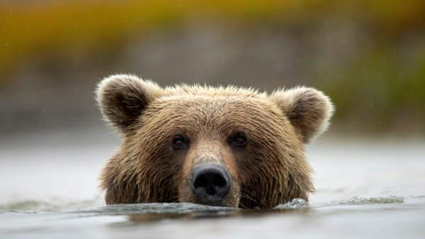 GrizzlySwim ROW2767752337 UHD