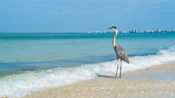 B56 wl greatblueheronflorida 2293254791 1920x1080