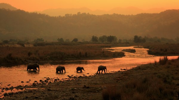 MorningElephants ROW5412442915 UHD