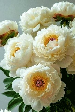 Файл #99964068