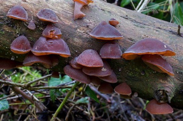 Аурикулярия уховидная (Auricularia auricula-judae)