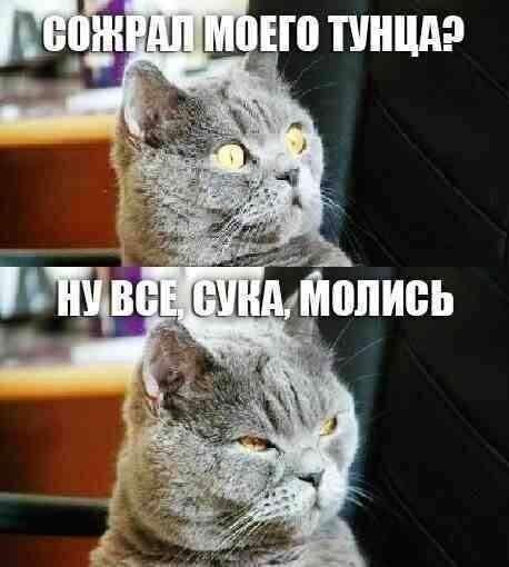 шизики)