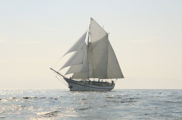 IMG viter59 233329