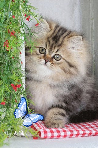 Файл #96033288