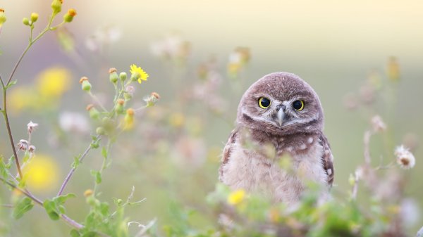 AdorableOwlet ROW6516155898 UHD