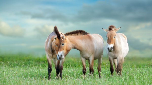 PrzewalskisHorse ROW1038206758 UHD