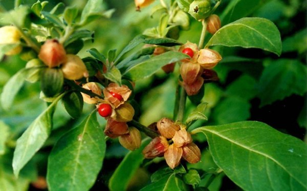 Ашваганда (Withania Somnifera)