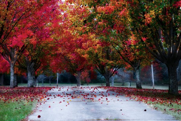 Trees