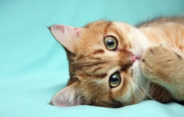 Кошка