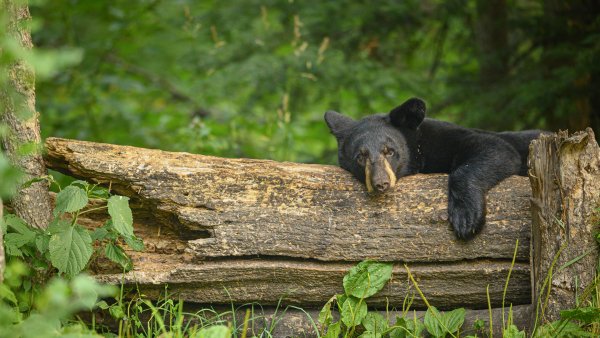 Lock2025-b53 wl blackbearminnesota-1586150133 1920x1080