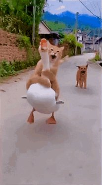 Go