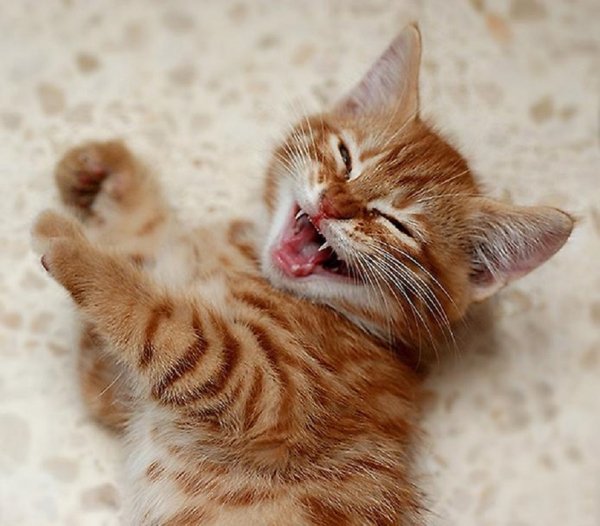 Кошка