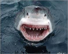 SharkDie 128x160