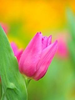 tulips slide 5 pictures