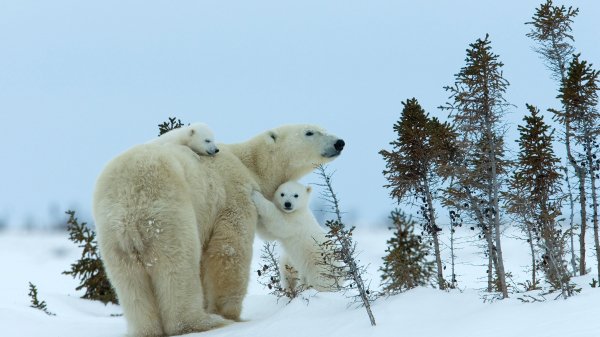MilsePolarBear ROW8277838069 UHD