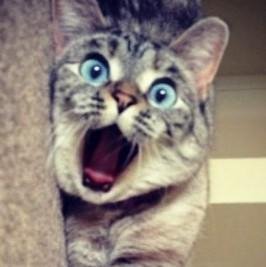 Кот - Cat sings. mp3