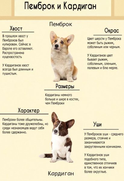 Корги, корги