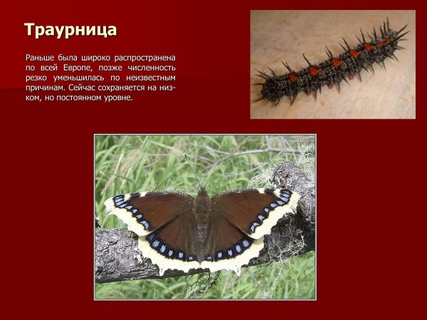 Траурница