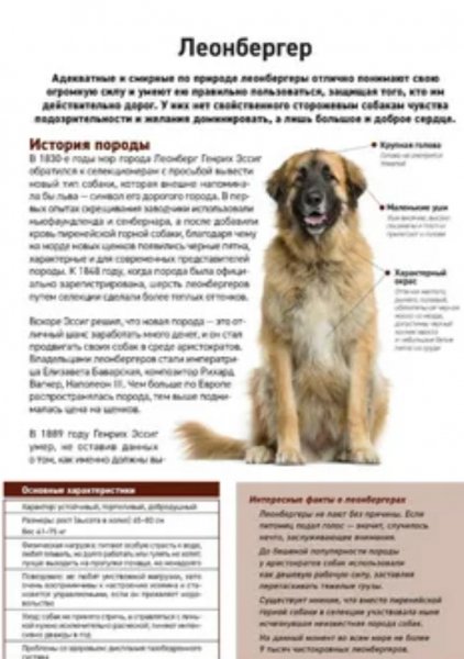 Леонбергер