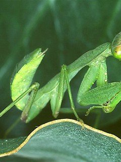 Insects 071