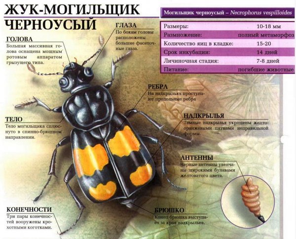 Zhuk-mogilshchik