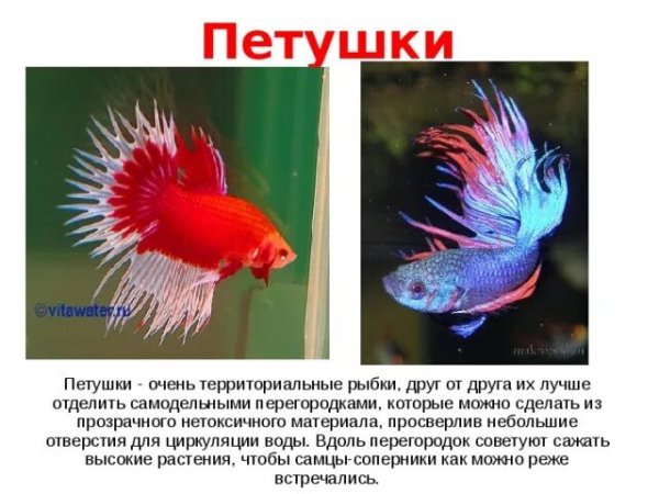 Петушки