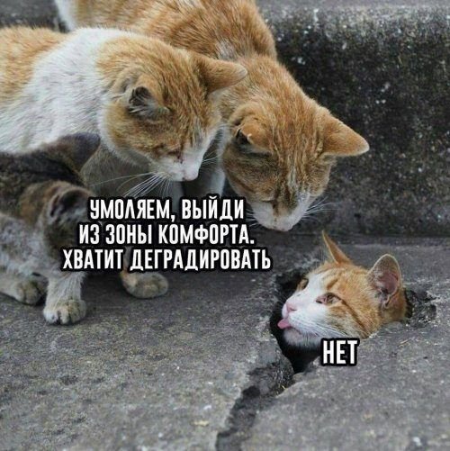 Прикольные картинки в ассортименте Приколы