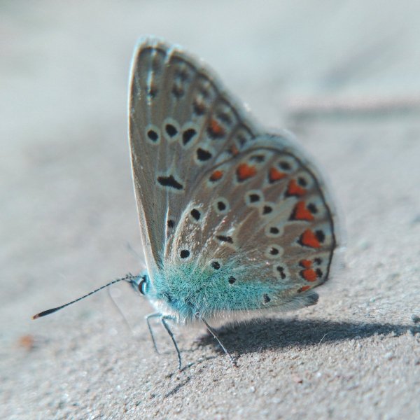 p. 1200. 1200. 0