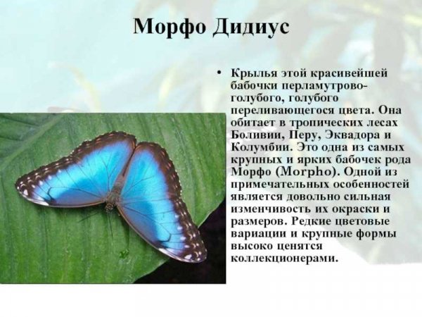 Морфо Дидиус