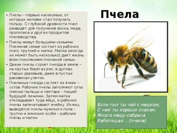 Пчела