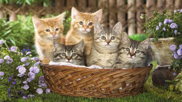 Календарь с котятами