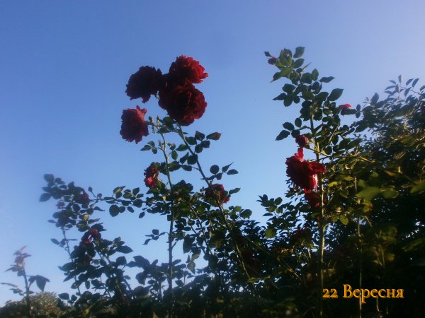 22 Вересня