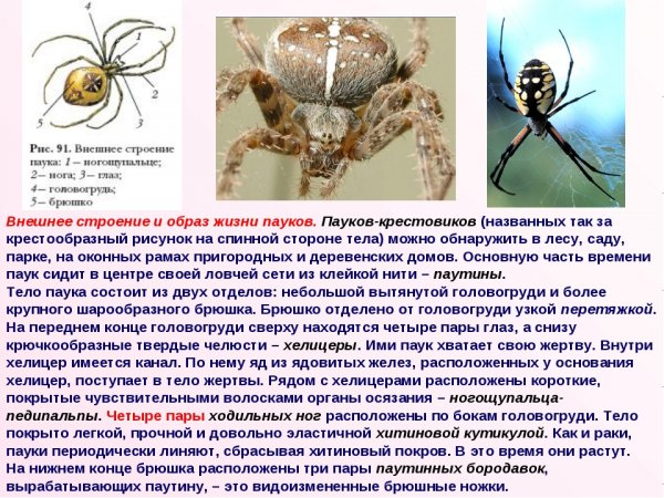 Паук - крестовик