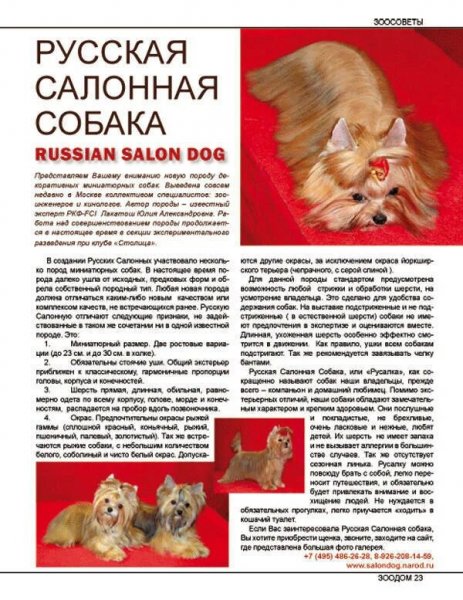 Русская салонная собака