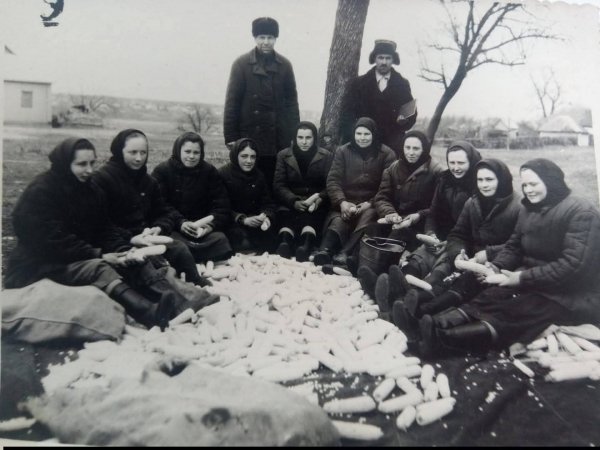 Полтавщина. Веприк. Ланка чистить кукурузу. 1955 -1958