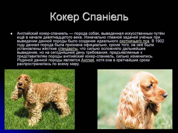Кокер спаниель