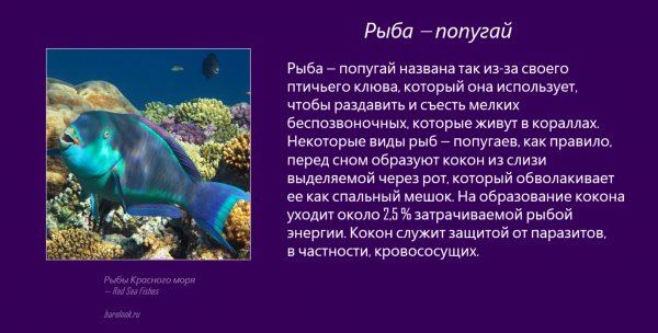 Ryba-popugaj