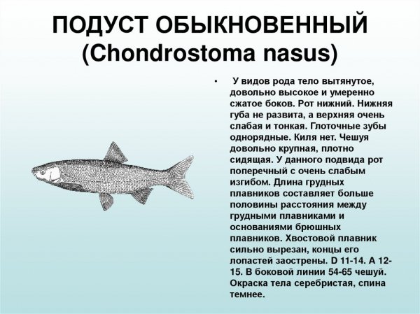 Подуст обыкновенный