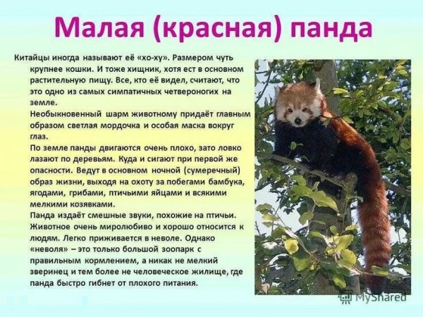 Панда