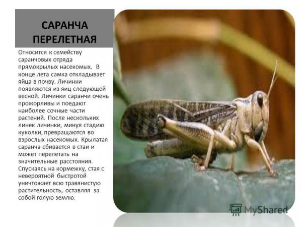 Саранча перелётная