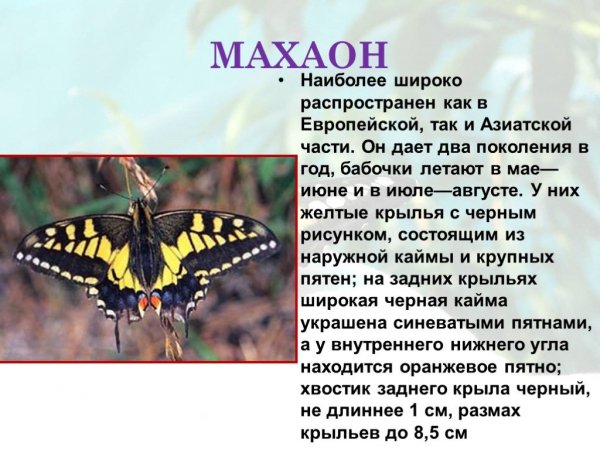 Махаон