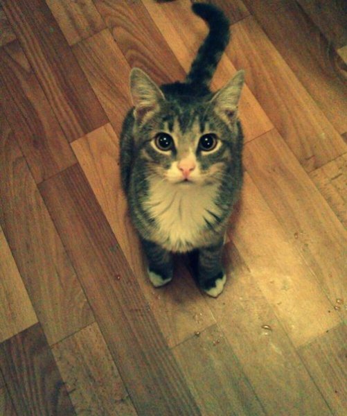 МОЙ КОТЕ