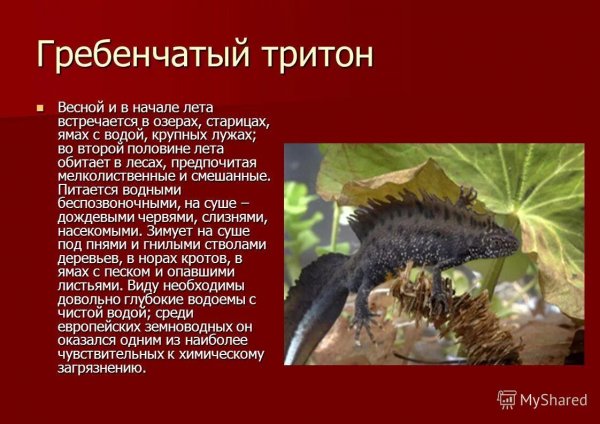 Гребенчатый тритон